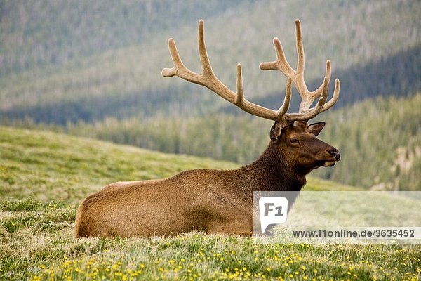 Male elk in alpine meadow in Rocky Mountain National Park  Colorado