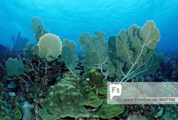 Coral reef with sea fans  Bonaire  Netherlands Antilles  Caribbean