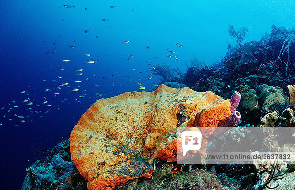 Red sponge on coral reef  Bonaire  Netherlands Antilles  Caribbean