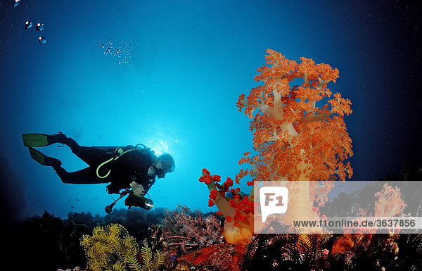 Diver diving near Soft Corals (Alcyonaria sp.)  Komodo  Indo-Pacific  Indonesia  Southeast Asia
