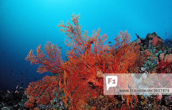 Korallenriff mit Gorgonie (Gorgonaria sp.)  Indischer Ozean  Indonesien  Südostasien