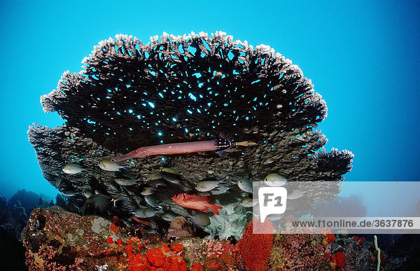 Buntes Korallenriff mit Trompetenfisch (Aulostomus chinensis)  Indischer Ozean  Indonesien  Südostasien