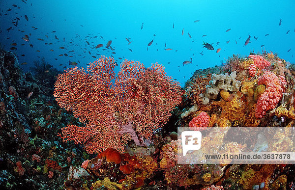 Buntes Korallenriff mit Gorgonie (Gorgonaria sp.)  Indischer Ozean  Indonesien  Südostasien