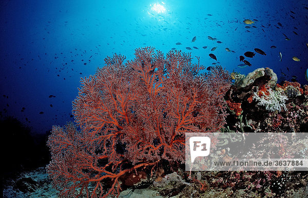 Korallenriff mit Gorgonie (Gorgonaria sp.)  Komodo  Indo-Pazifik  Indonesien  Südostasien