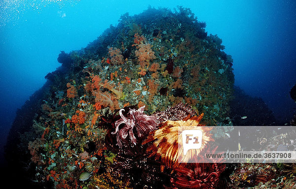 Korallenriff mit Federsternen (Crinoidea)  Komodo  Floressee  Indonesien  Südostasien
