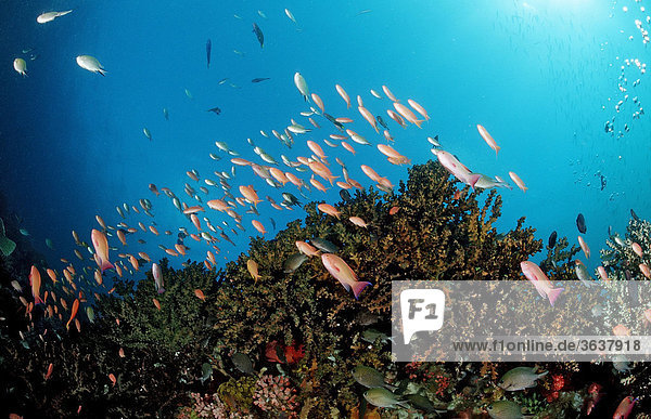 Korallenriff mit Fahnenbarschen (Anthiinae sp.)  Manado  Sulawesi  Celebes-See  Indonesien  Südostasien