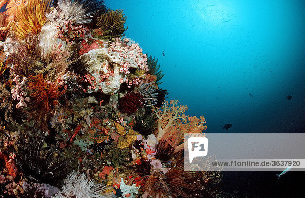Korallenriff mit bunten Weichkorallen (Alcyonaria sp.)  Komodo  Floressee  Indonesien