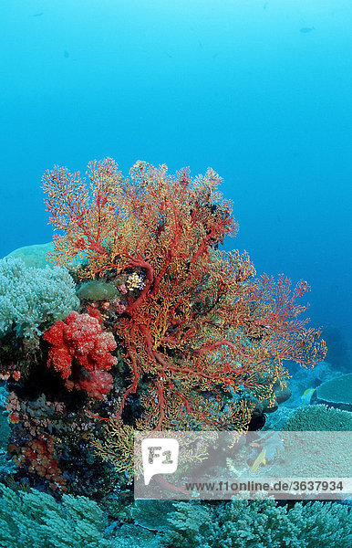 Buntes Korallenriff  Komodo  Indischer Ozean  Indonesien