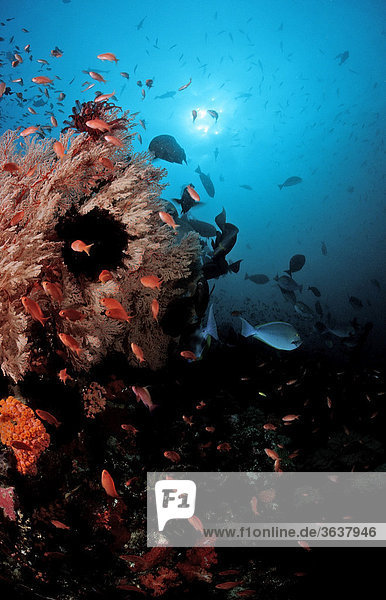 Korallenriff mit Fischen  Komodo  Indischer Ozean  Indonesien