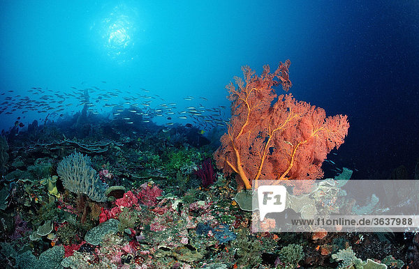 Korallenriff mit Gorgonie (Gorgonaria sp.)  Komodo Nationalpark  Indischer Ozean  Indonesien