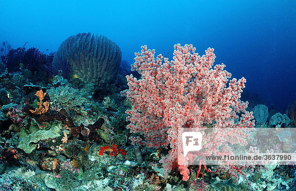 Korallenriff mit Weichkoralle (Alcyonaria sp.)  Komodo Nationalpark  Indischer Ozean  Indonesien