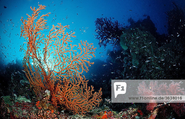 Buntes Korallenriff  Komodo Nationalpark  Indischer Ozean  Indonesien
