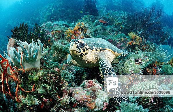Hawksbill turtle (Eretmochelys imbricata) Waktobi Celebes Sea Sulawesi Indonesia