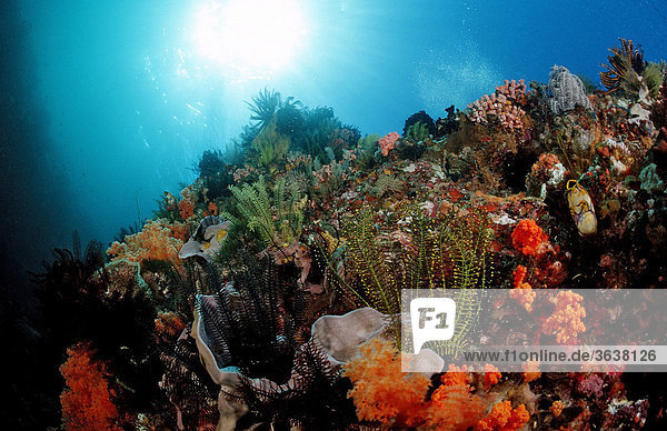 Buntes Korallenriff  Komodo  Indo-Pazifik  Indonesien  Asien