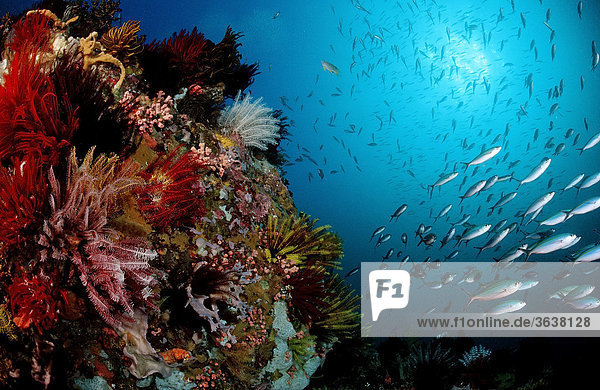 Buntes Korallenriff mit Schwarmfischen  Komodo  Indo-Pazifik  Indonesien  Asien Fischschwarm