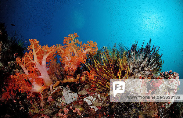 Korallenriff mit Federsternen und Weichkorallen  Komodo  Indo-Pazifik  Indonesien  Asien