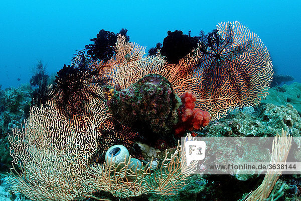 Korallenriff mit Gorgonien  Komodo  Indo-Pazifik  Indonesien  Asien