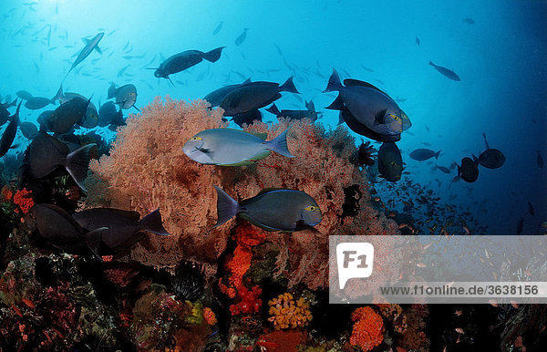 Doktorfische am Korallenriff (Acanthurus mata)  Komodo  Indo-Pazifik  Indonesien  Asien
