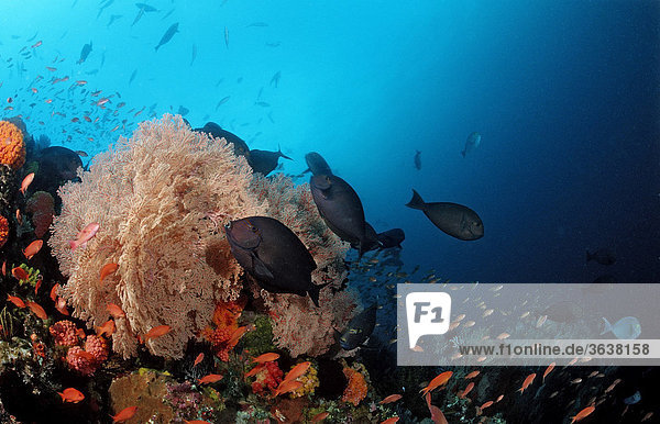 Graue Doktorfische (Acanthurus mata) am Korallenriff  Komodo  Indo-Pazifik  Indonesien  Asien