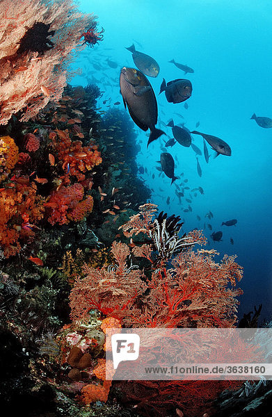 Graue Doktorfische (Acanthurus mata) am Korallenriff  Komodo  Indo-Pazifik  Indonesien  Asien