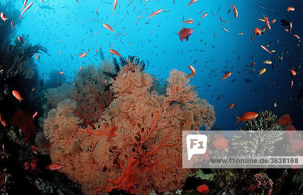 Korallenriff mit Gorgonien  Komodo  Indo-Pazifik  Indonesien  Asien