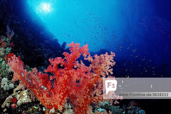 Rote Weichkorallen am Riff  Sharm El Sheikh  Sinai  Rotes Meer  Ägypten