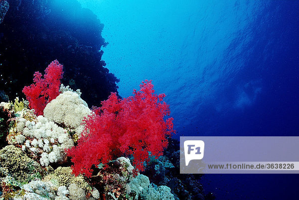 Riff mit Weichkorallen  Dahab  Sinai  Rotes Meer  Ägypten