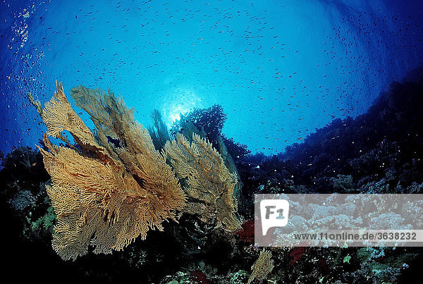 Farbenreiches Korallenriff  Taba  Sinai  Rotes Meer  Ägypten