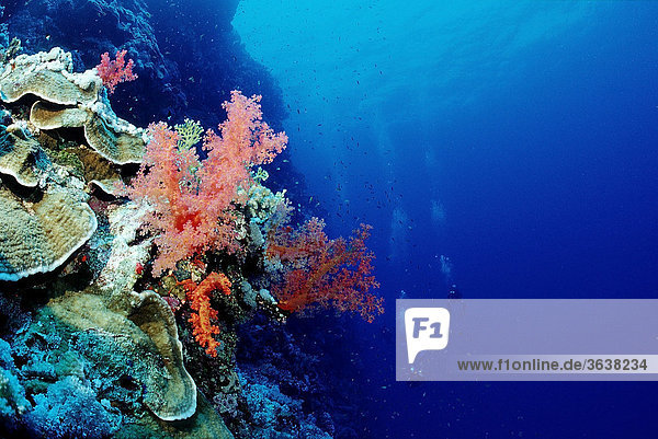 Farbenreiches Korallenriff  Hurghada  Rotes Meer  Ägypten