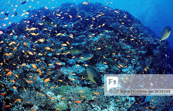Korallenriff mit Doktorfischen (Acanthurus mata) und Fahnenbarschen (Pseudanthias squamipinnis)  Marsa Alam  Rotes Meer  Ägypten