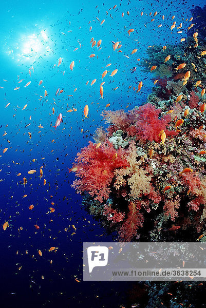 Buntes Korallenriff mit Fahnenbarschen (Pseudanthias squamipinnis)  Brother Inseln  Rotes Meer  Ägypten
