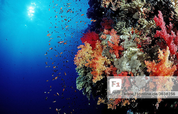 Buntes Korallenriff mit Fahnenbarschen (Pseudanthias squamipinnis)  Brother Inseln  Rotes Meer  Ägypten