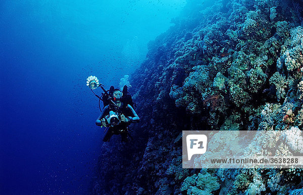 Scuba diver at a coral reef  Deadalus Reef  Red Sea  Egypt  Africa