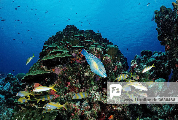 Princess Parrotfish (Scarus taeniopterus) swimming in between Smallmouth Grunts (Haemulon chryargyreum)  Cuba  Caribbean Sea