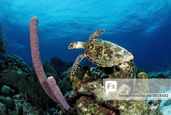 Echte Karettschildkröte (Eretmochelys imbricata)  Trinidad  Karibik
