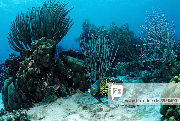 Korallenriff mit Franzosen-Kaiserfisch (Pomacanthus paru)  Trinidad  Karibik