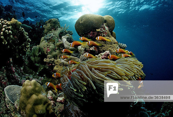 Malediven-Anemonenfische (Amphiprion nigripes) in weißer Prachtanemone (Heteractis magnifica)  Malediven  Indischer Ozean