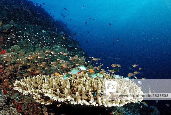 Korallenfische (Chromis viridis) am Korallenriff  Malediven  Indischer Ozean