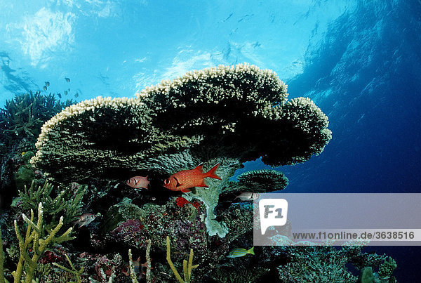 Rote Soldatenfische (Myripristis murdjan) unter Tischkoralle  Indischer Ozean  Malediven
