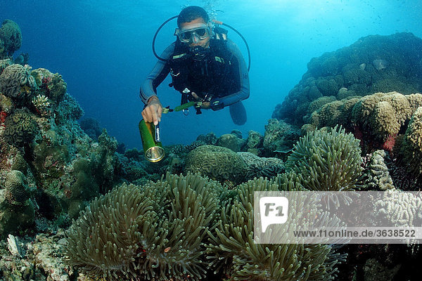 Taucher (Amphiprion nigripes) und Malediven-Anemonenfische  Indischer Ozean  Malediven