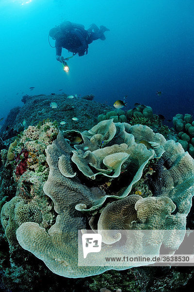 Salatkorallen (Turbinaria mesenterina) und Taucher  Indischer Ozean  Malediven