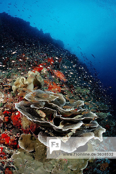 Korallenriff mit Salatkoralle (Turbinaria mesenterina)  Indischer Ozean  Malediven