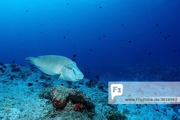 Napoleonfish or Humpback Wrasse (Cheilinus undulatus)  Blue Corner  Palau  Micronesia  Pacific
