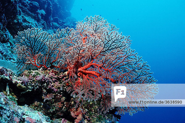 Seefächer in Korallenriff  Palau  Mikronesien  Pazifik
