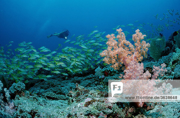 Taucher und Schnapper-Schwarm (Lutjanus kasmira)  Malediven  Indischer Ozean Fischschwarm