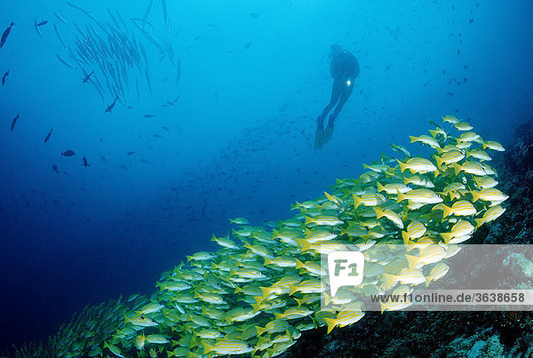 Taucher und Schnapper-Schwarm (Lutjanus kasmira)  Malediven  Indischer Ozean Fischschwarm