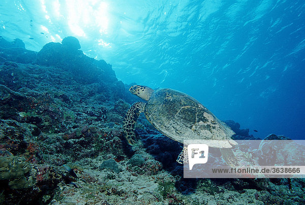 Hawksbill Turtle (Eretmochelys imbricata)  Maldive Islands  Indian Ocean
