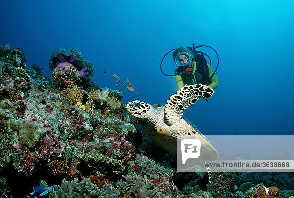 Hawksbill Turtle (Eretmochelys imbricata) and a scuba diver  Maldive Islands  Indian Ocean