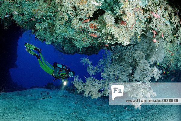 Scuba diver and a coral reef  Maldive Islands  Indian Ocean