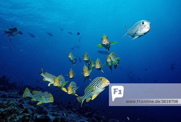Oriental Sweetlips (Plectorhinchus vittatus) Maldive Islands Indian Ocean
